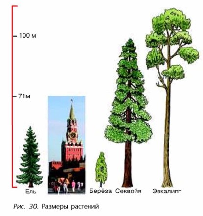 На рисунке изображены ель и секвойя высота ели равна 30 м какова примерная высота секвойи