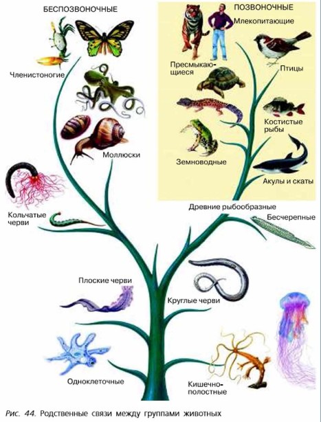 Рассмотрите рисунок 44 и составьте план рассказа о родственных связях между животными 5 класс