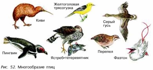 Многообразие птиц