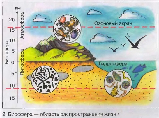 Что изучает биология 6 класс краткое содержание