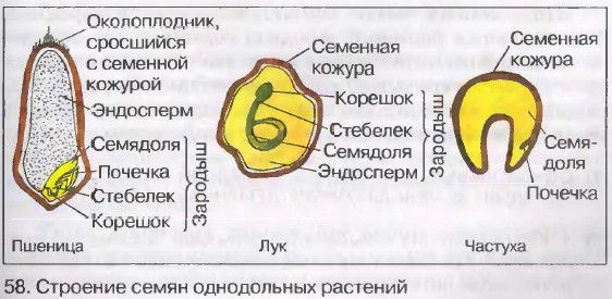 рассмотрите семена яблони и тыквы и выясните как они устроены зарисуйте строение семян. Смотреть фото рассмотрите семена яблони и тыквы и выясните как они устроены зарисуйте строение семян. Смотреть картинку рассмотрите семена яблони и тыквы и выясните как они устроены зарисуйте строение семян. Картинка про рассмотрите семена яблони и тыквы и выясните как они устроены зарисуйте строение семян. Фото рассмотрите семена яблони и тыквы и выясните как они устроены зарисуйте строение семян