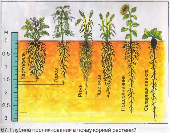 в результате чего появляются корневые клубни у георгина или чистяка. Смотреть фото в результате чего появляются корневые клубни у георгина или чистяка. Смотреть картинку в результате чего появляются корневые клубни у георгина или чистяка. Картинка про в результате чего появляются корневые клубни у георгина или чистяка. Фото в результате чего появляются корневые клубни у георгина или чистяка