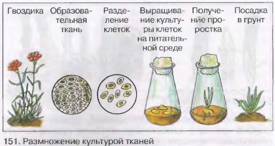 какое значение имеет вегетативное размножение в природе