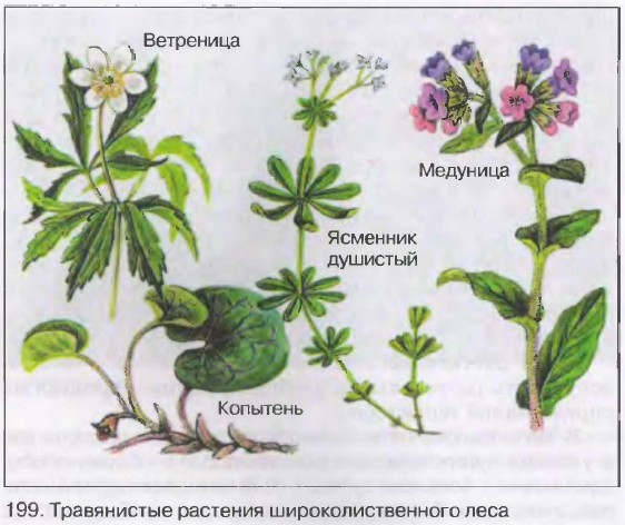 в чем особенности сообществ дубового и соснового лесов. Смотреть фото в чем особенности сообществ дубового и соснового лесов. Смотреть картинку в чем особенности сообществ дубового и соснового лесов. Картинка про в чем особенности сообществ дубового и соснового лесов. Фото в чем особенности сообществ дубового и соснового лесов