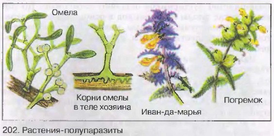 Растения-полупаразиты