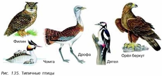 Типичные птицы