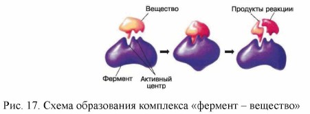 Схема образования комплекса «фермент - вещество»
