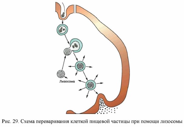 Схема переваривания клеткой пищевой частицы при помощи лизосомы