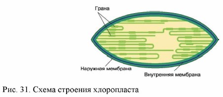 Схема строения хлоропласта