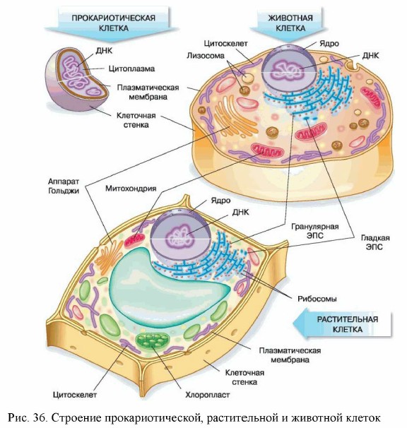 Строение прокариотической, растительной и животной клеток