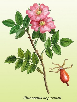 Народные названия: шиповник коричный, майский, роза коричная, шипняк, шипшина, петушьи ягоды, свороборина.