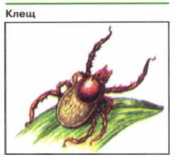 какую опасность для человека представляют лесные клещи обж. картинка какую опасность для человека представляют лесные клещи обж. какую опасность для человека представляют лесные клещи обж фото. какую опасность для человека представляют лесные клещи обж видео. какую опасность для человека представляют лесные клещи обж смотреть картинку онлайн. смотреть картинку какую опасность для человека представляют лесные клещи обж.