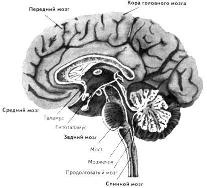 Общее строение центральной нервной системы человека
