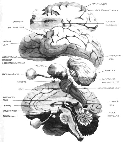 Важнейшие области и детали строения мозга, имеющие отношение к психике