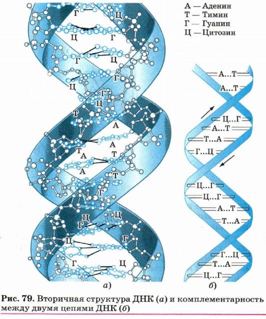 Вторичная структура ДНК (а) и комплементарность между двумя цепями ДНК (б)