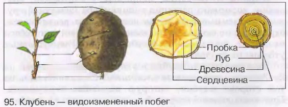 видоизменения побегов 6 класс биология