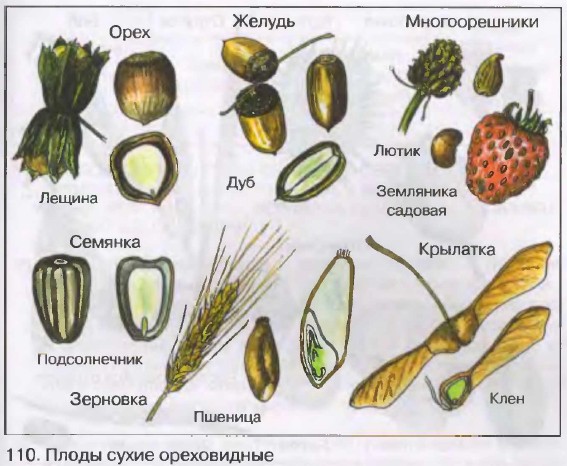 Плоды. Биология 6 кл