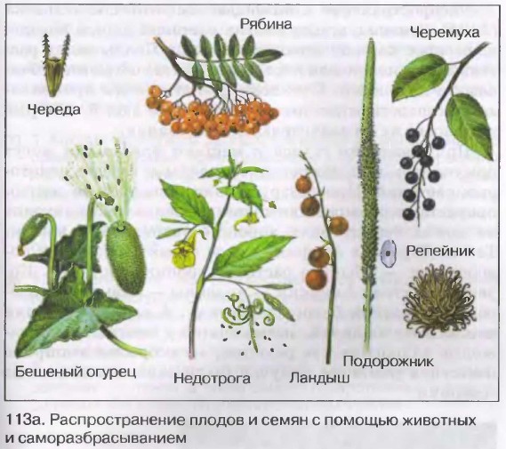 Распространение плодов и семян. Биология 6 класс. Пасечник