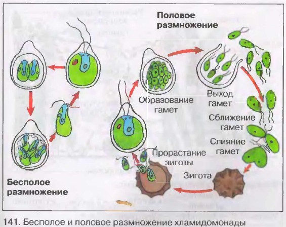 Размножение споровых растений. Биология 6 класс. Пасечник