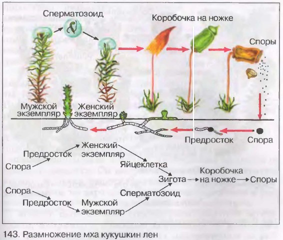 Размножение споровых растений. Биология 6 кл