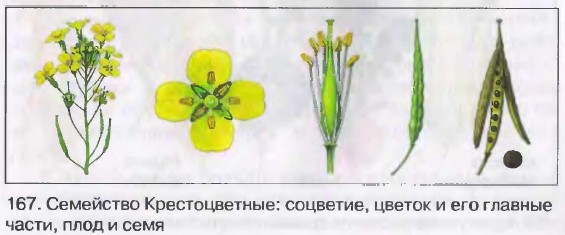 Класс Двудольные. Семейство Крестоцветные (Капустные). Биология 6 класс