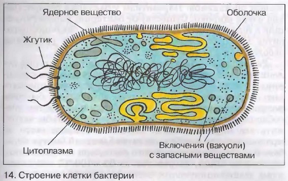 Строение и жизнедеятельность бактерий. Биология 6 класс. Пасечник