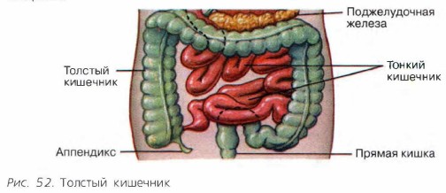 Всасывание питательных веществ в кровь. Биология 8 класс. Пасечник