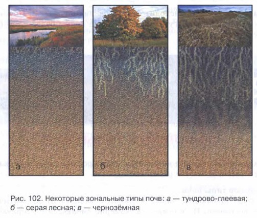 Зональные типы почв. География 8 класс. Домогацких