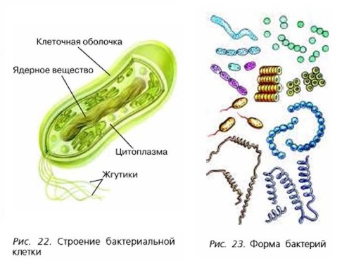 Картинки бактерии 5 класс биология