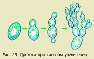 Рисунок дрожжей по биологии