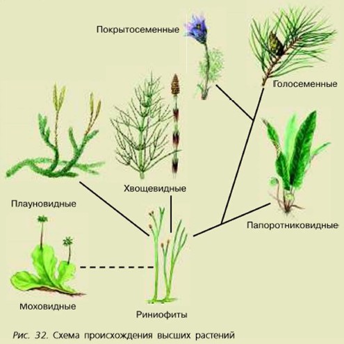 Происхождение растений рисунок