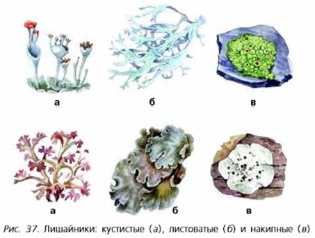 Нарисовать лишайник 5 класс биология