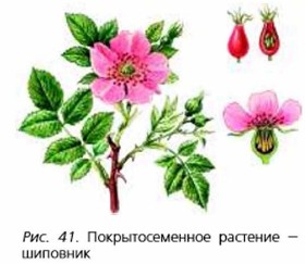 Рассмотрите листья шиповника сделайте рисунок биология 5 класс