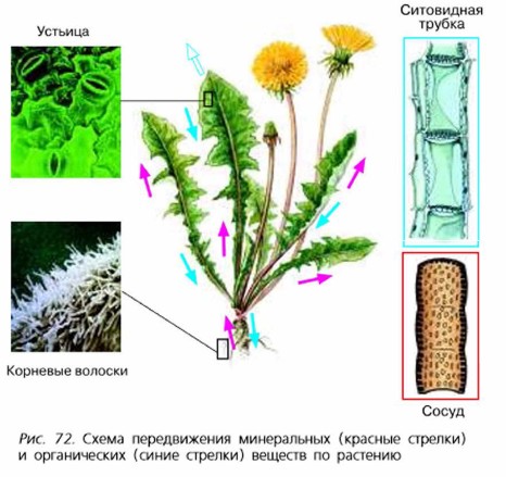 Биология транспорт органических веществ 6 класс. Схема передвижения Минеральных и органических веществ по растению. Схема передвижение Минеральных веществ в растении. Схема передвижения Минеральных веществ по растению. Передвижение веществ у растений.