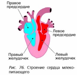 Предсердие у животных. Строение сердца млекопитающих строение. Сердце млекопитающих схема. Строение структура сердца млекопитающего. Строение Серда плеко питающего рис 76.