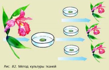 Общая схема получения культуры тканей не включает стадию