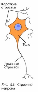 Презентация нейрогуморальная регуляция 6 класс пасечник линия жизни