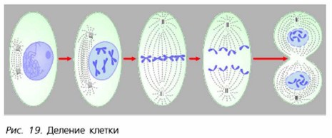 Деление клетки рисунок 6 класс