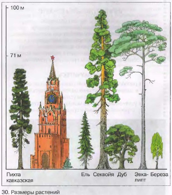 На рисунке изображены ель и секвойя высота ели равна 30 м какова примерная высота секвойи