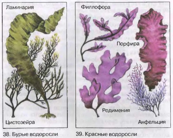 Рассмотрите схему отражающую развитие животного мира земли зеленые водоросли красные водоросли