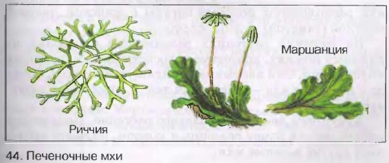 Маршанция рисунок с подписями