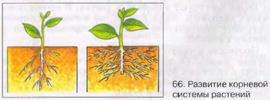Поешь корень. Пикировка корня капусты. Пикировка растений биология 6 класс. Пикирование корня растения. Формирование корневой системы.