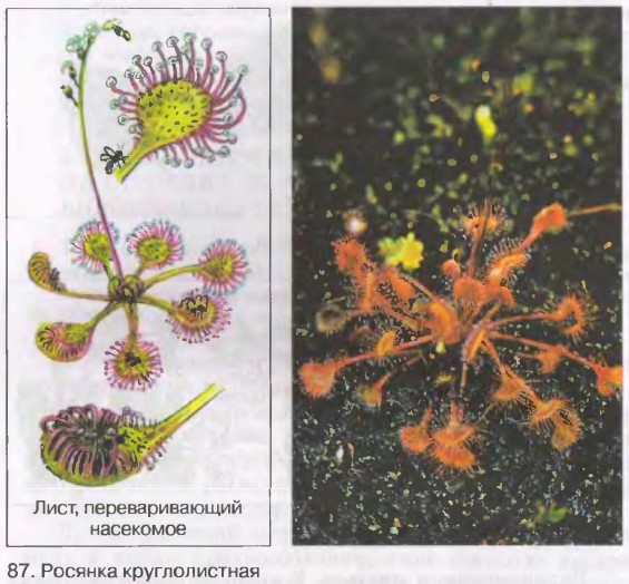 Росянка круглолистная