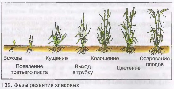 Фазы яровой пшеницы. Фазы созревания озимой пшеницы. Фаза кущения Яровой пшеницы. Фаза кущения озимой. Озимая пшеница всходы кущение.