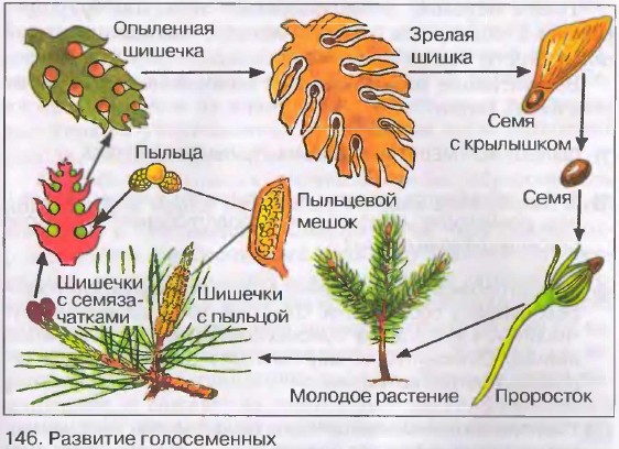 Развитие голосеменных