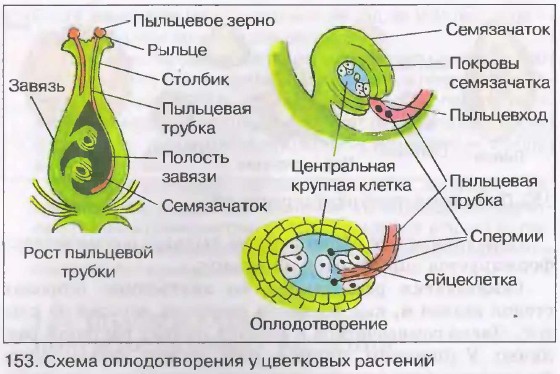 Оплодотворение покрытосеменных растений схема