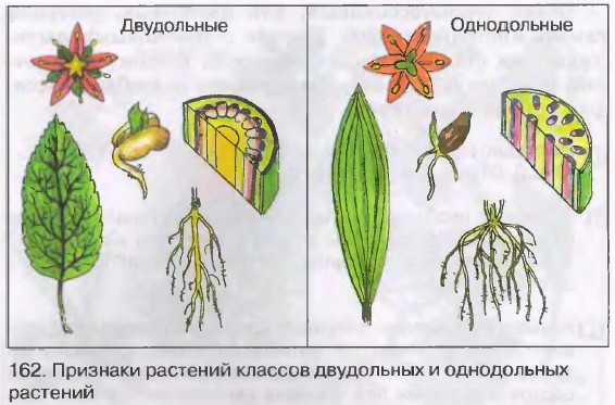 Признаки растений классов двудольных и однодольных растений