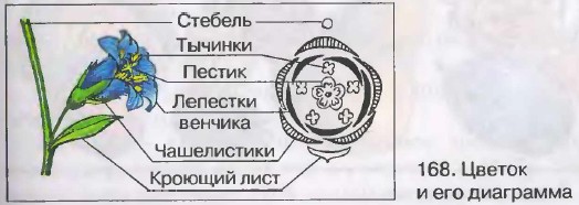 Диаграмма цветка двудольных растений