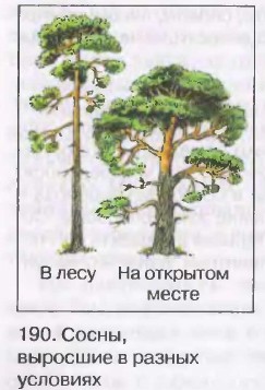 Зарисуйте схемы деревьев сосны березы липы и других выросших в разных условиях освещенности