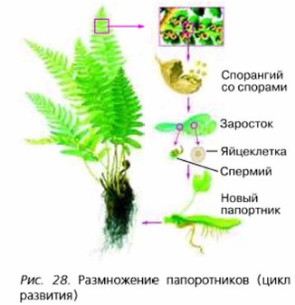 Размножение папоротников схема с пояснением